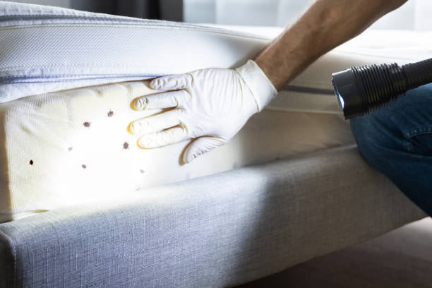 Wasp Removal Services in Raymond, IL