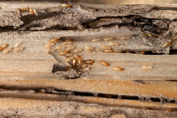 Best Affordable Pest Control Services  in Raymond, IL