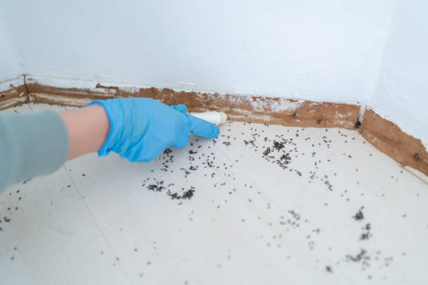 Best Best Pest Control Companies  in Raymond, IL